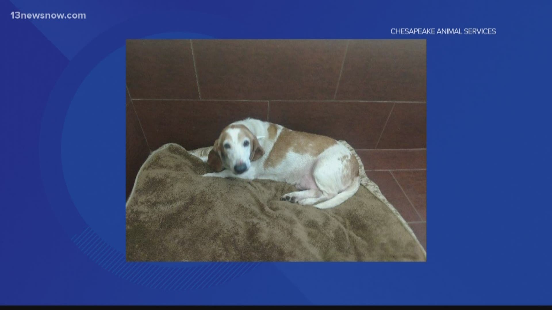 Dozens of basset hounds seized from Chesapeake home