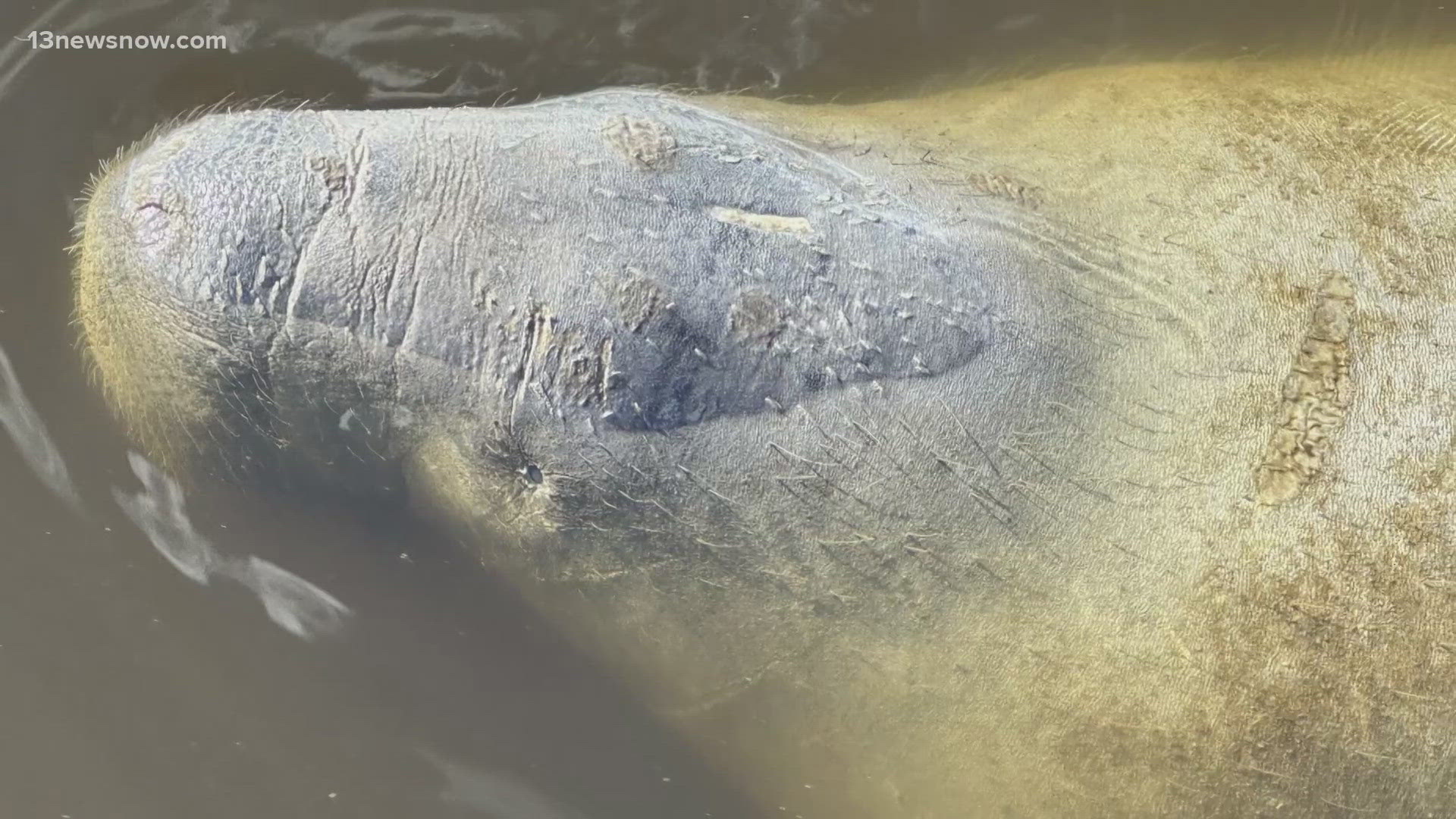 An injured manatee that was spotted in Kitty Hawk Bay waters Oct. 29 has found its way back home to Florida.