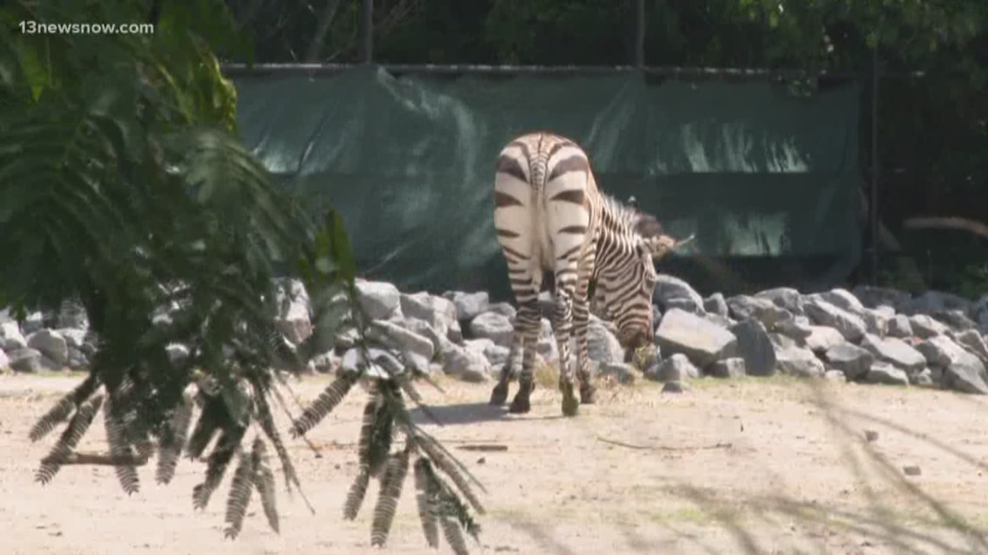 The Virginia Zoo is hosting a Teacher Night on Oct. 17. The park will highlight how programs are taught at the Zoo and how it can be brought back to the classroom.