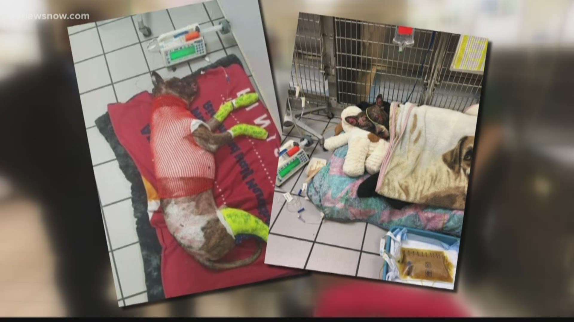 A bill is going through the Virginia General Assembly to make animal abuse punishments harsher.