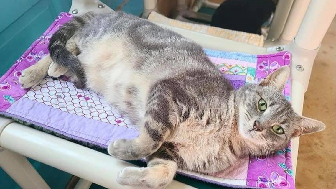 Portsmouth Humane Society continues Community Cat Program with grant - Vimarsana News