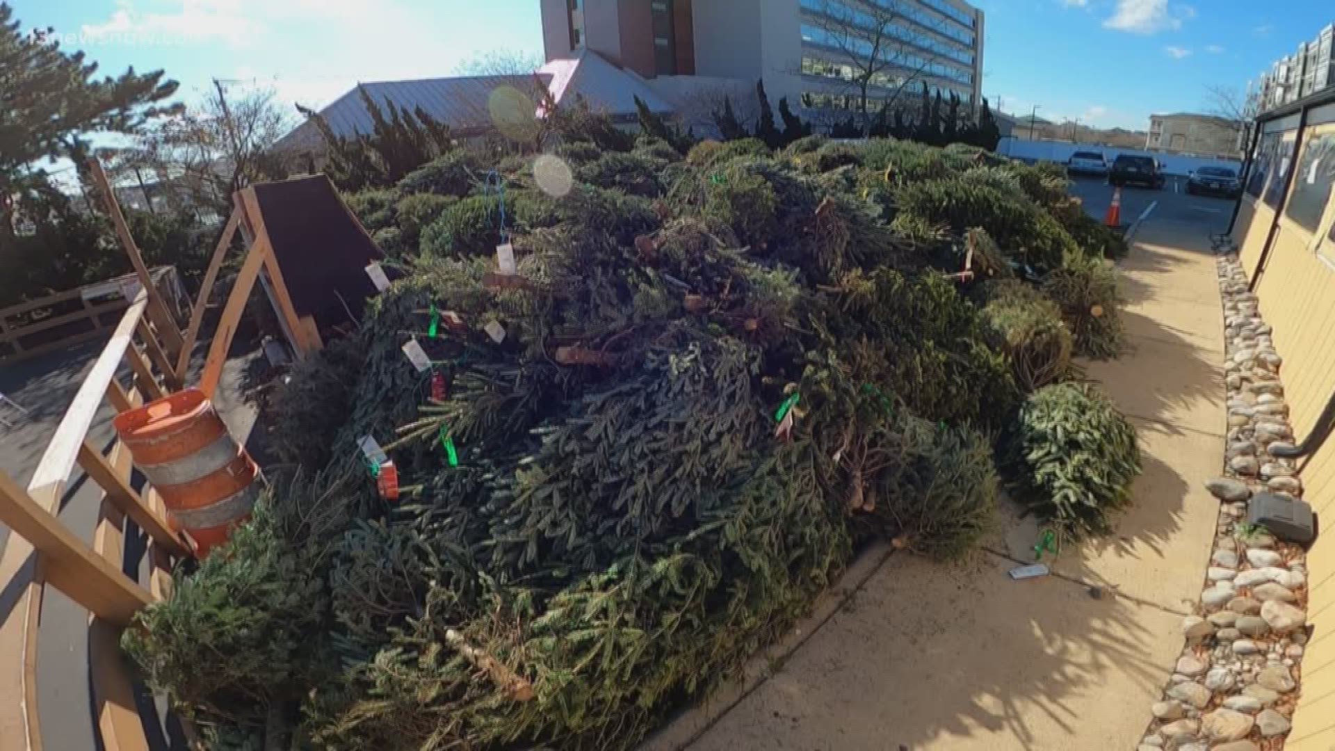 Staff at one Oceanfront business will take the tree to help replenish beaches. Chicho's Pizza and Community House are teaming up to collect the trees.
