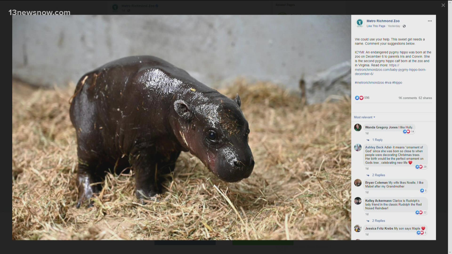 Now, zookeepers need help from the public to name the latest addition: a sweet pygmy hippo.