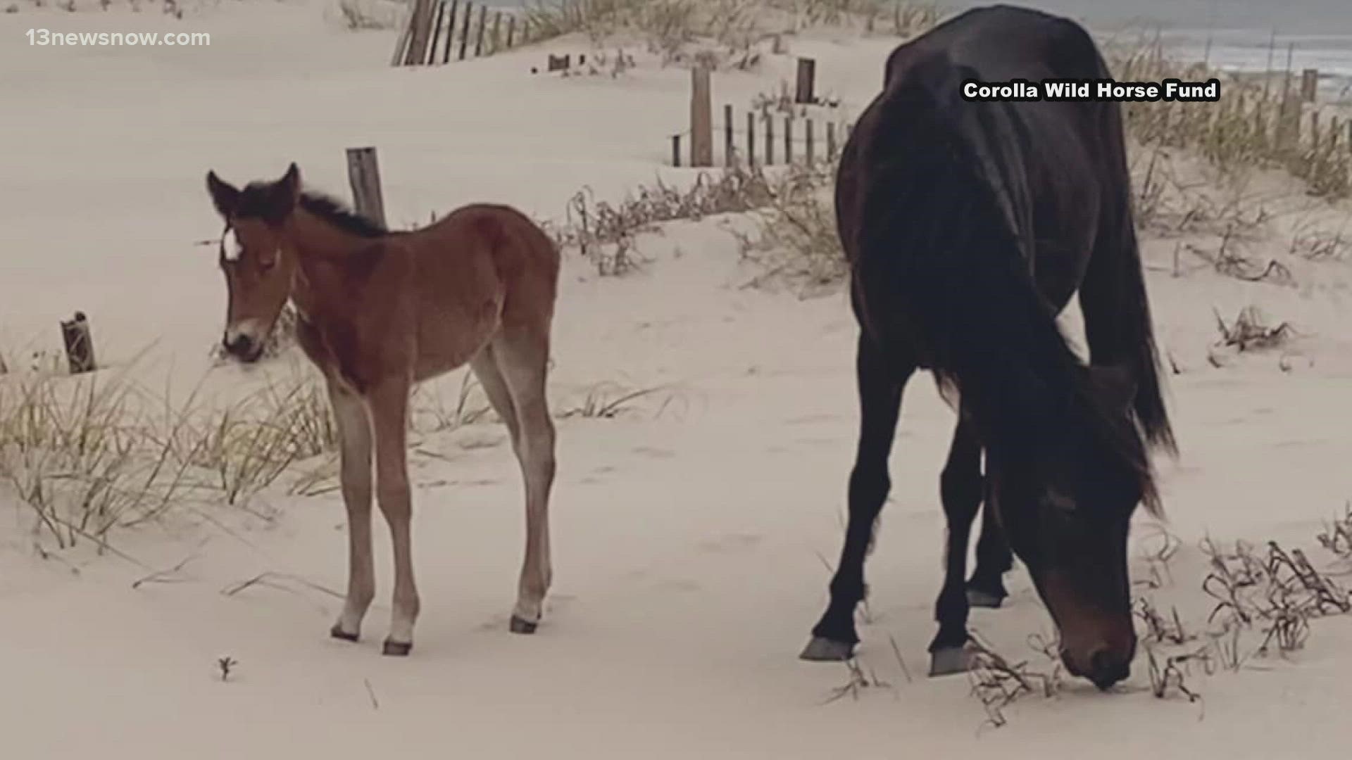 Corolla Wild Horse Fund welcomes new baby colt to the Outer Banks |  