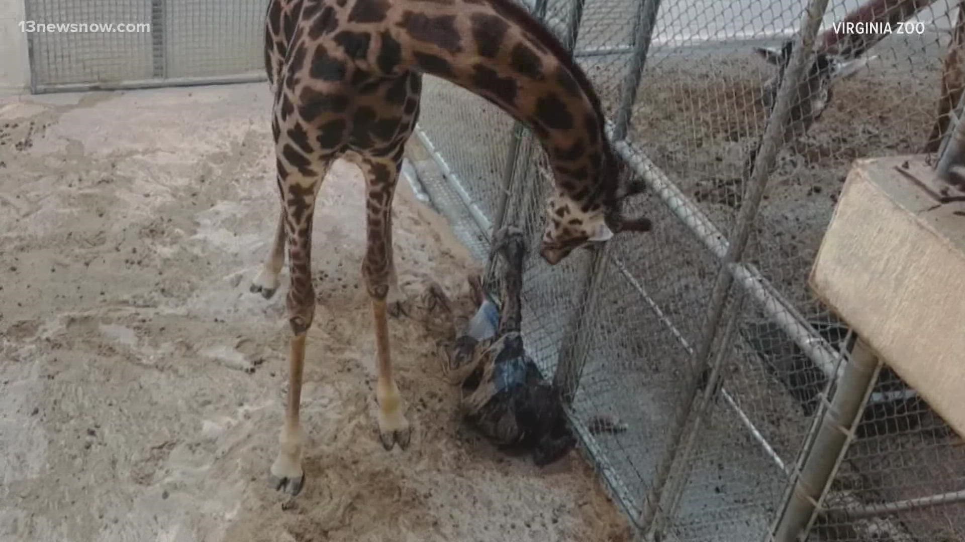 Virginia Zoo guests 'experienced the unexpected' Friday when giraffe gave  birth to calf 
