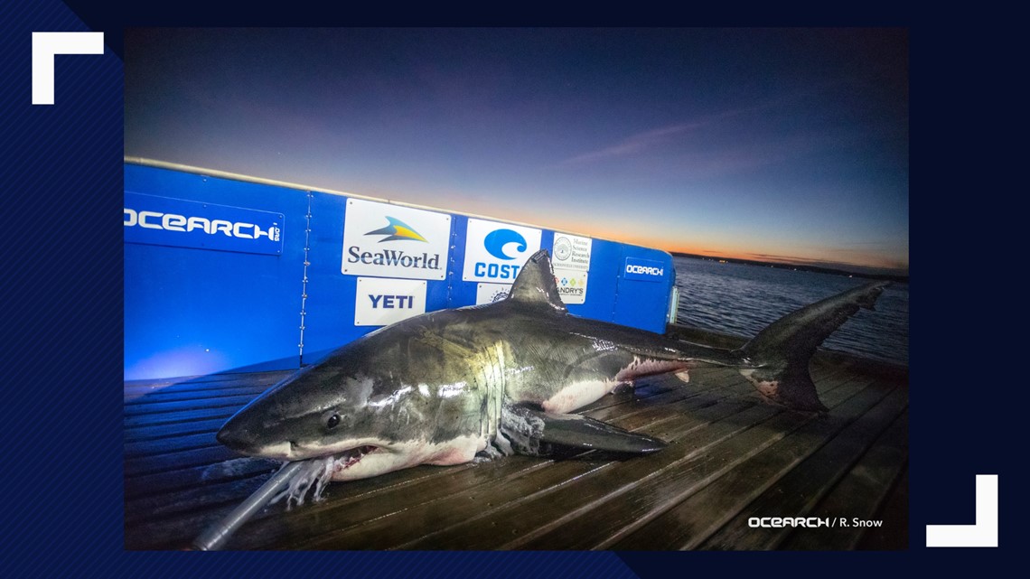 Luna, 15foot white shark, headed toward Outer Banks