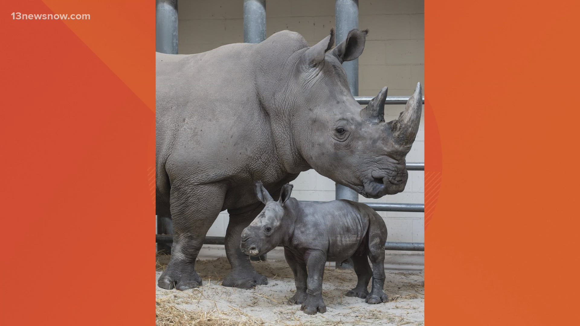 Baby rhino with rare genetic born at the Virginia Zoo