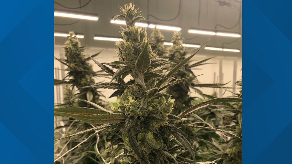 Portsmouth medical marijuana dispensary now selling 'whole flower