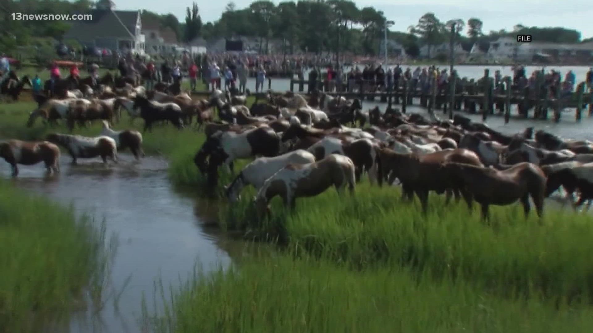 For the last near century, saltwater cowboys have wrangled up wild ponies and herded them through the Assateague Channel to be auctioned off.