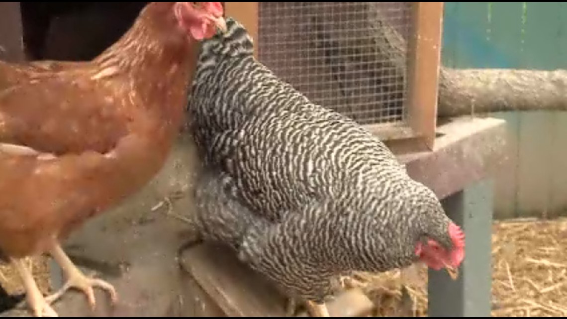 Va. Beach considers change to allow backyard chickens