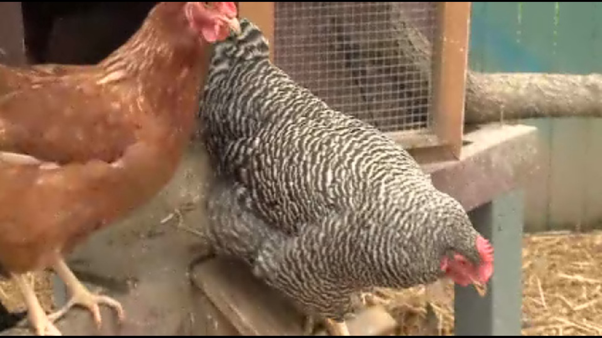 Va. Beach considers change to allow backyard chickens