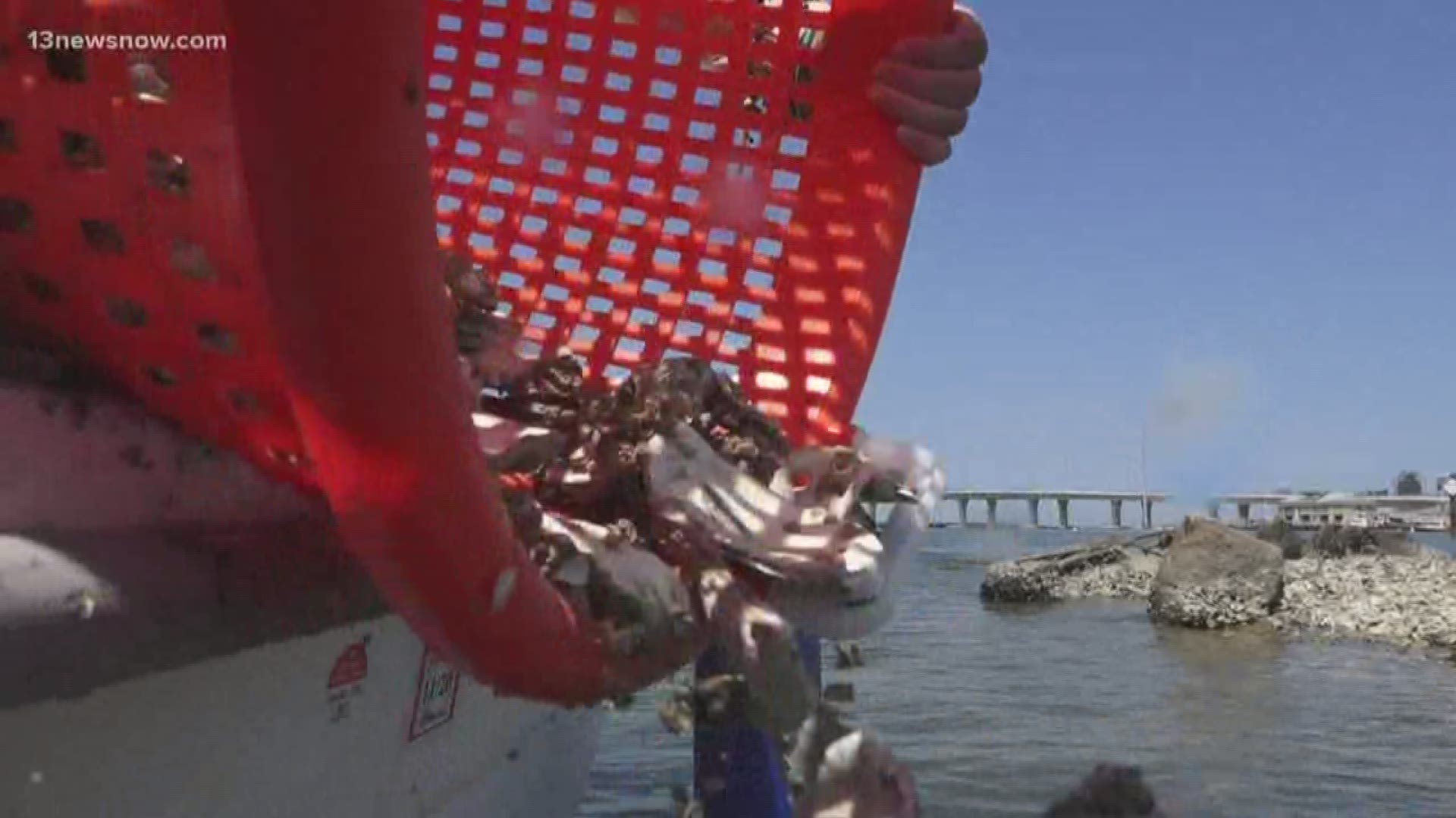 This year, the Chesapeake Bay Foundation volunteer oyster gardeners in Virginia raised and returned about 104,000 oysters.