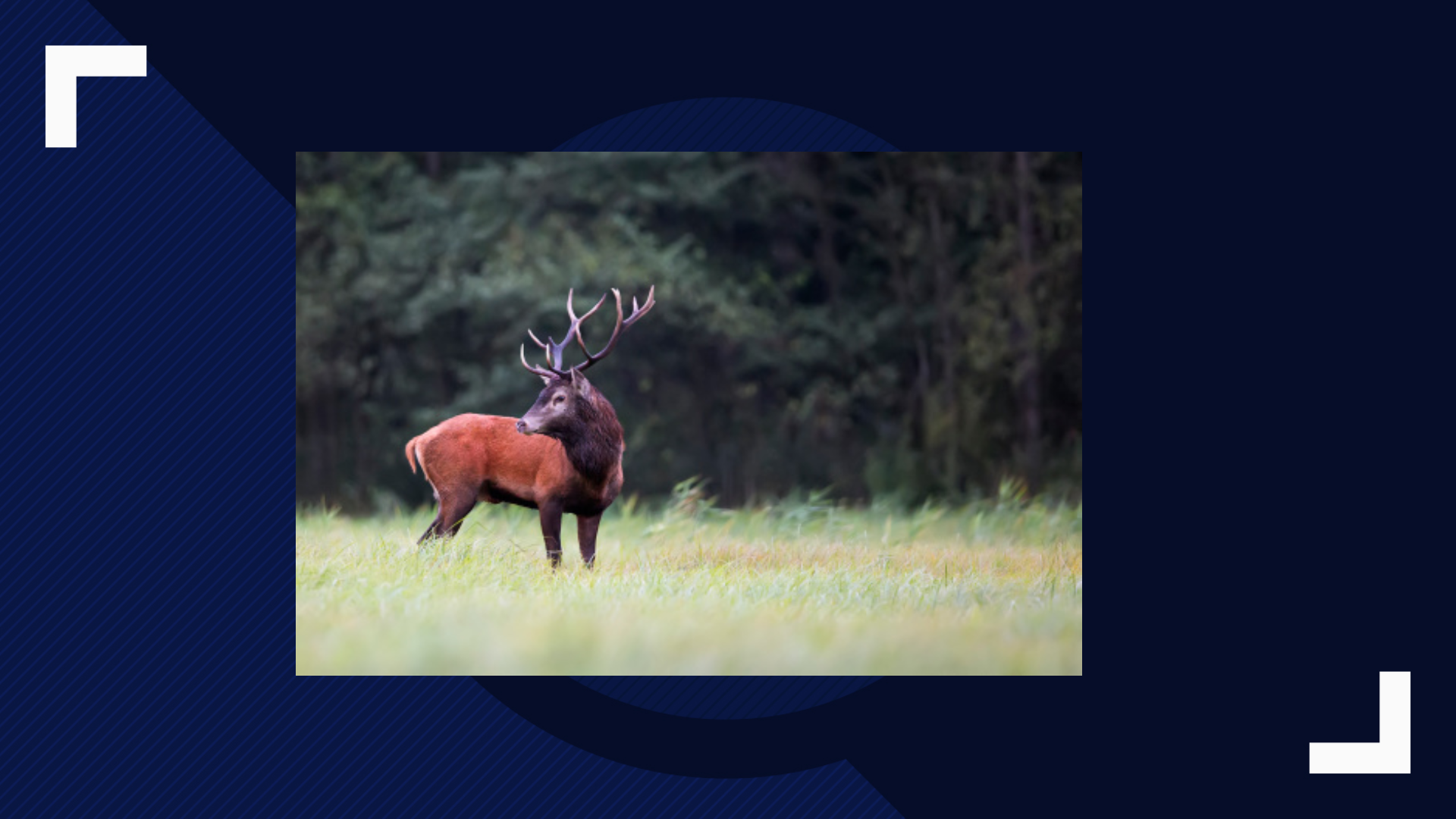 North Carolina wildlife officials warn of deer disease(02)