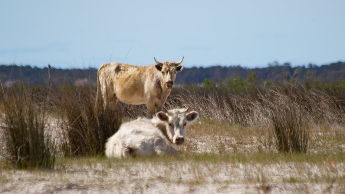 Cows swept away by floodwaters during Hurricane Dorian were found alive  four miles away on an island