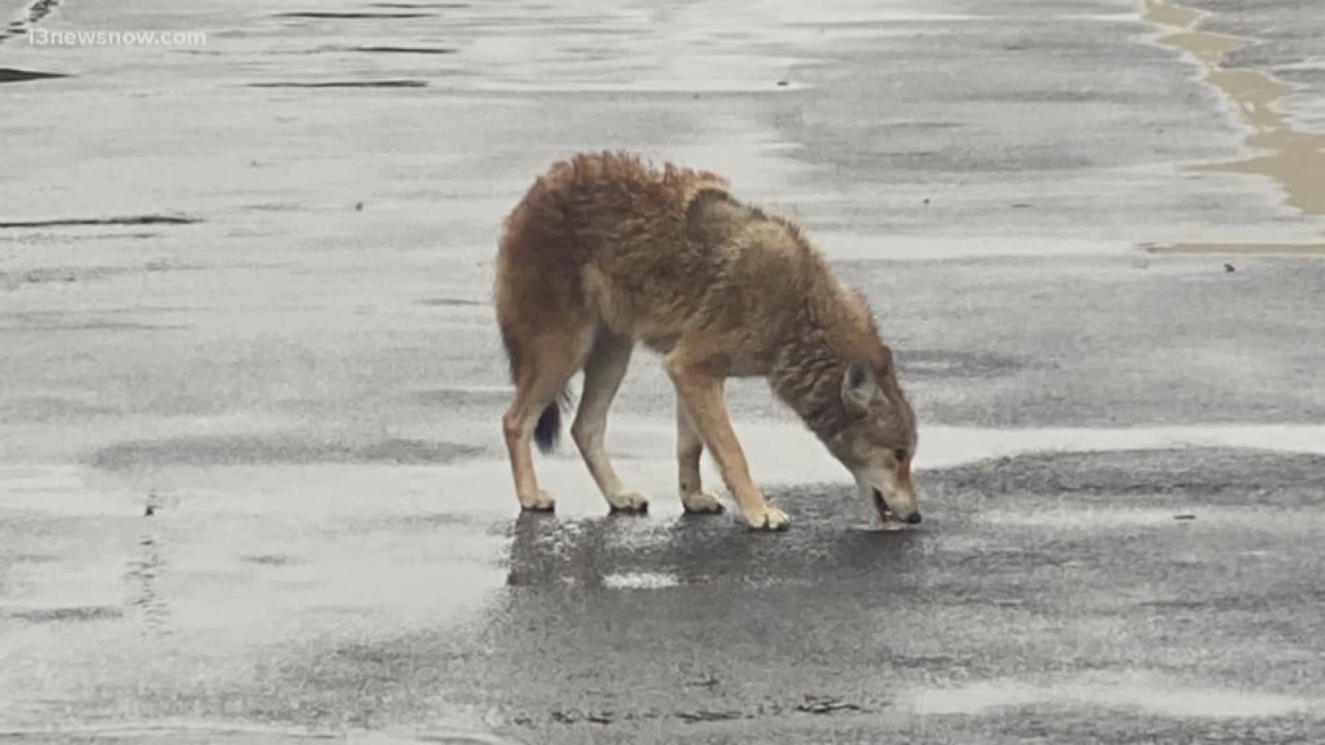 Virginia Beach Animal Control said it is not unusual to see coyotes in Virginia Beach. However, some shoppers said they're worried about their safety.