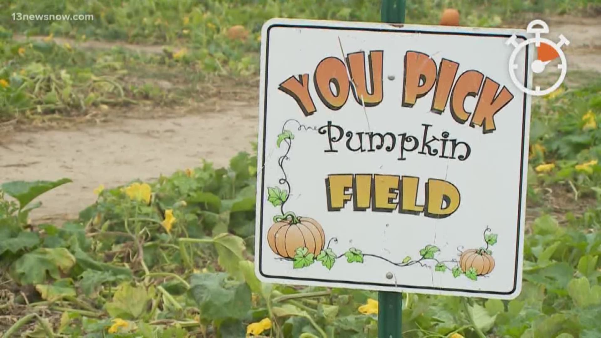 The owner of Cullipher Farms in Virginia Beach gave us some tips on how to find the perfect pumpkin.