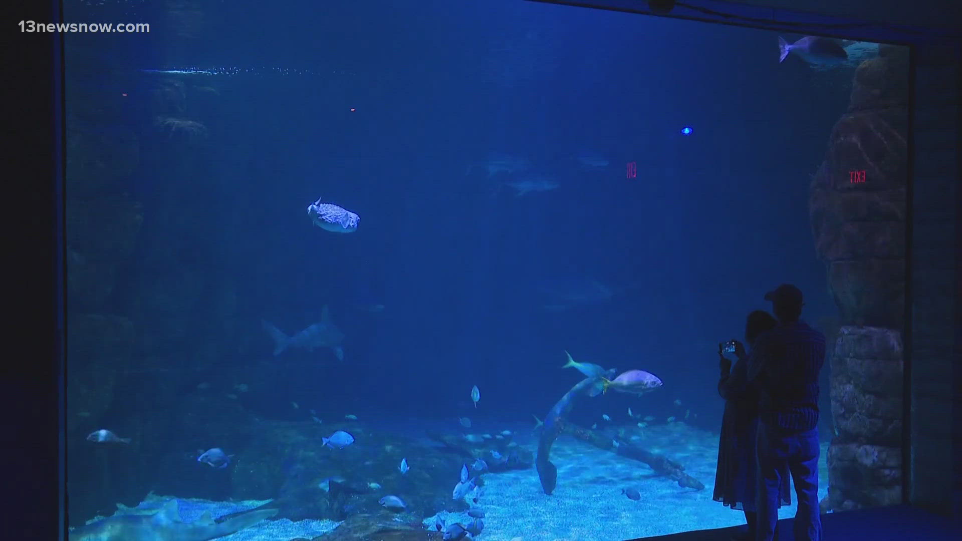 Virginia Beach City Council is trying to figure out the future of the Virginia Aquarium by digging deeper into its finances.