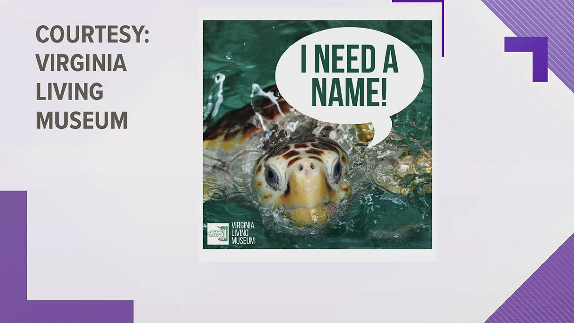 The Virginia Living Museum needs help naming its newest loggerhead sea turtle