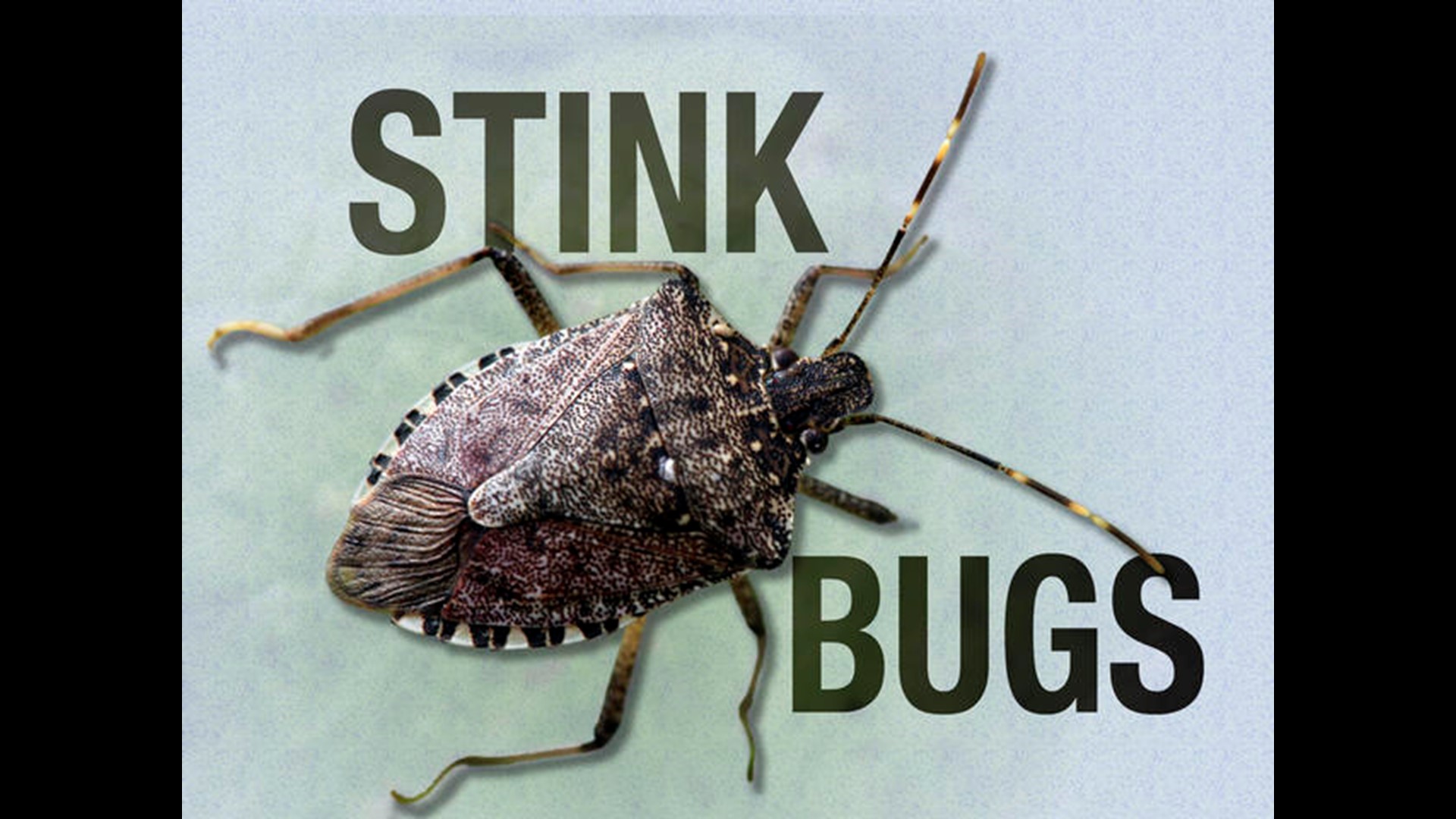 Federal dollars help fight stink bug infestation