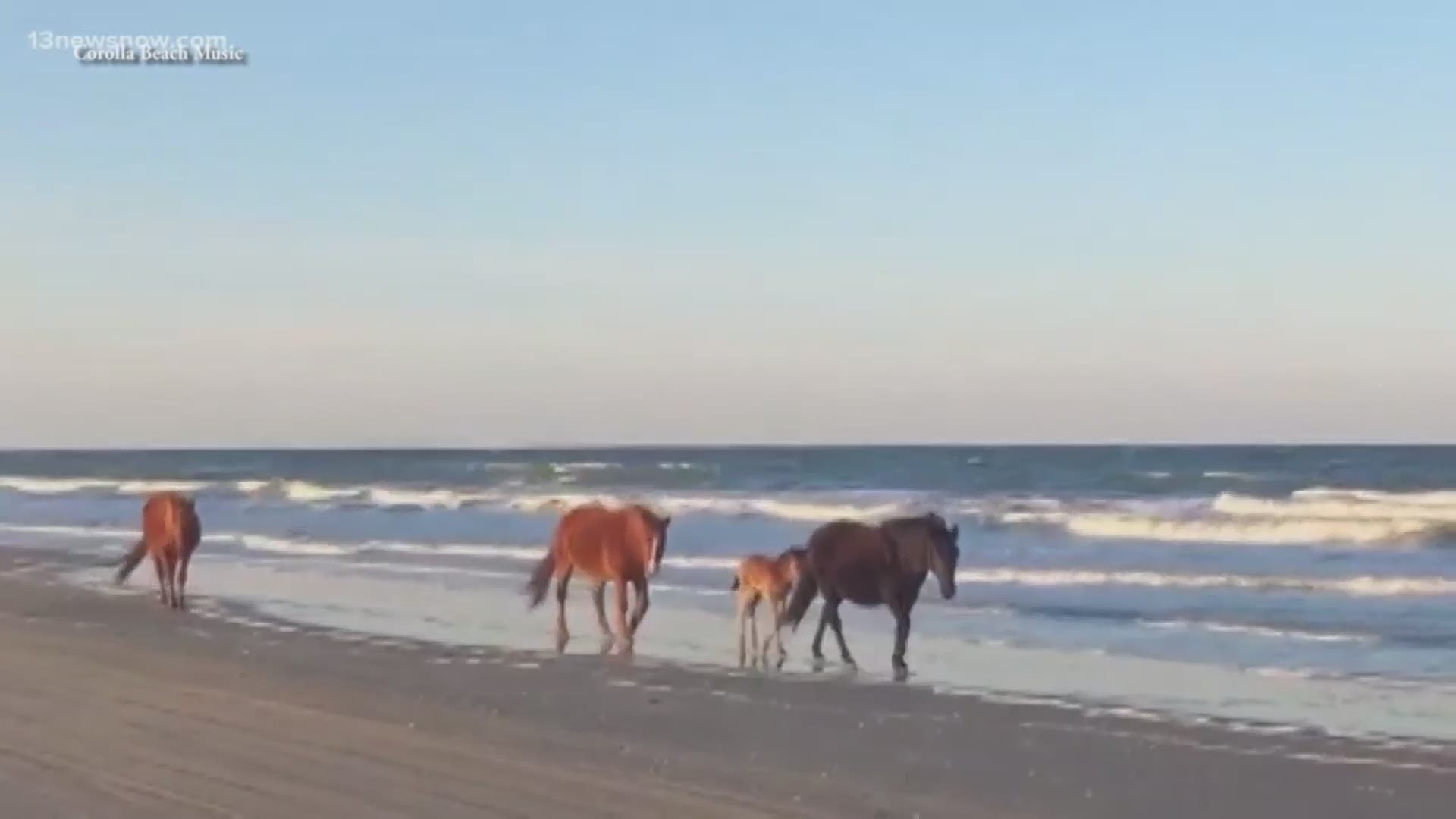 Video from Corolla Beach Music shows a foal walking along the beach in the Outer Banks. It's believed to be the first one of the 2019 season.