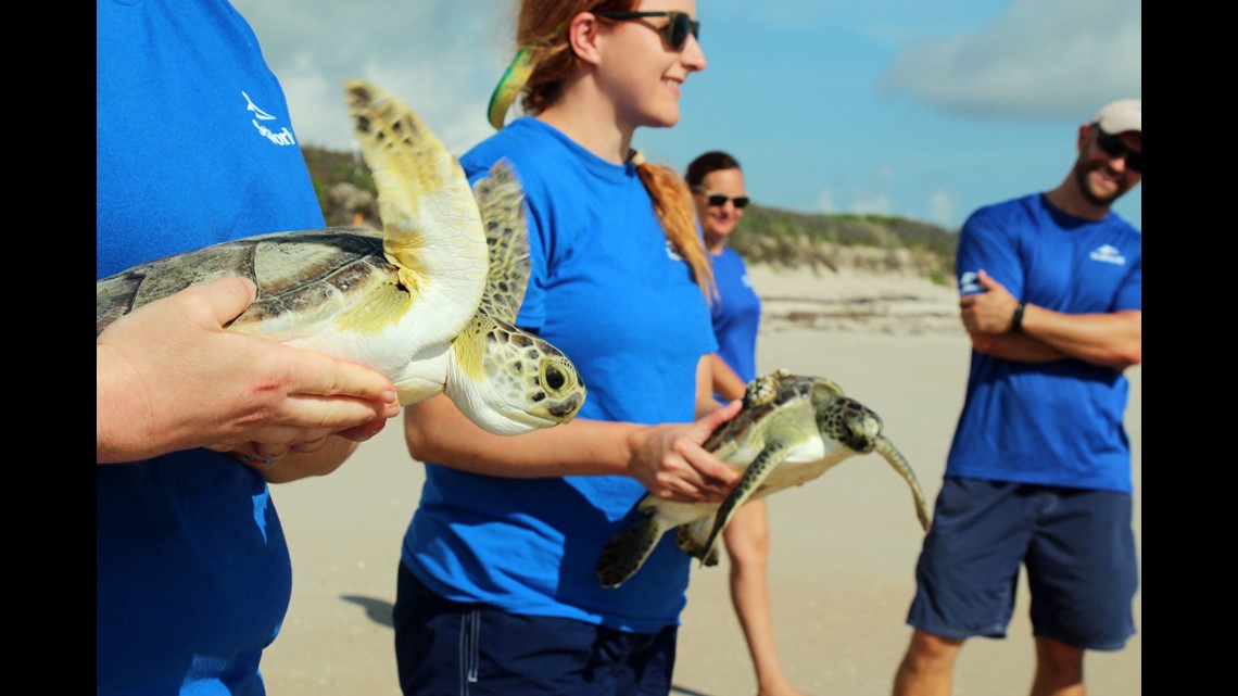 SeaWorld Orlando releases 4 sea turtles into the ocean | 13newsnow.com