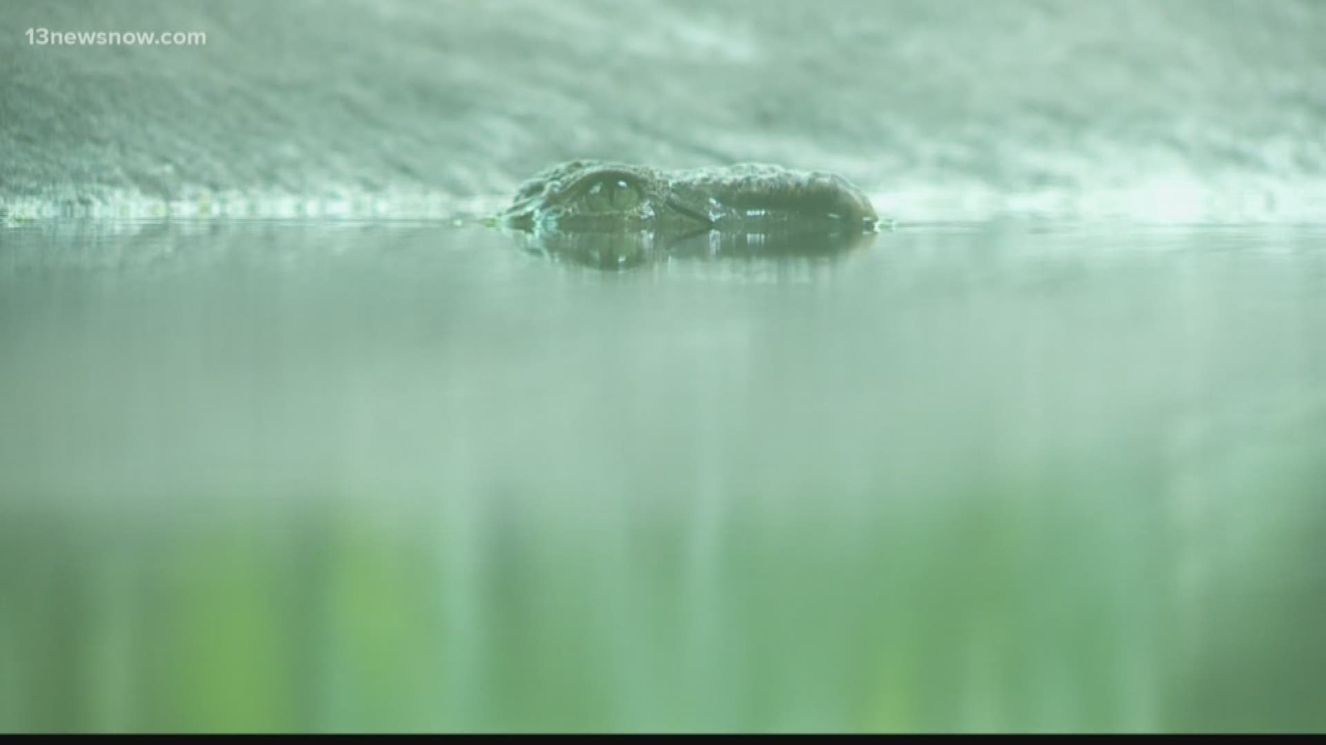 The Virginia Zoo welcomes two new critically-endangered Siamese crocodiles