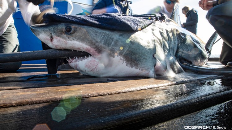 Two great white sharks surface near the Outer Banks | 13newsnow.com