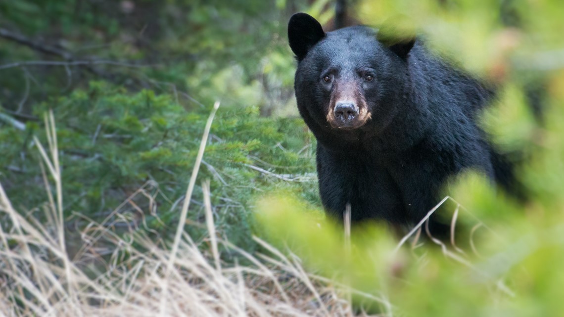 Bear spotted in Chesterfield County yards, gardens - Vimarsana News