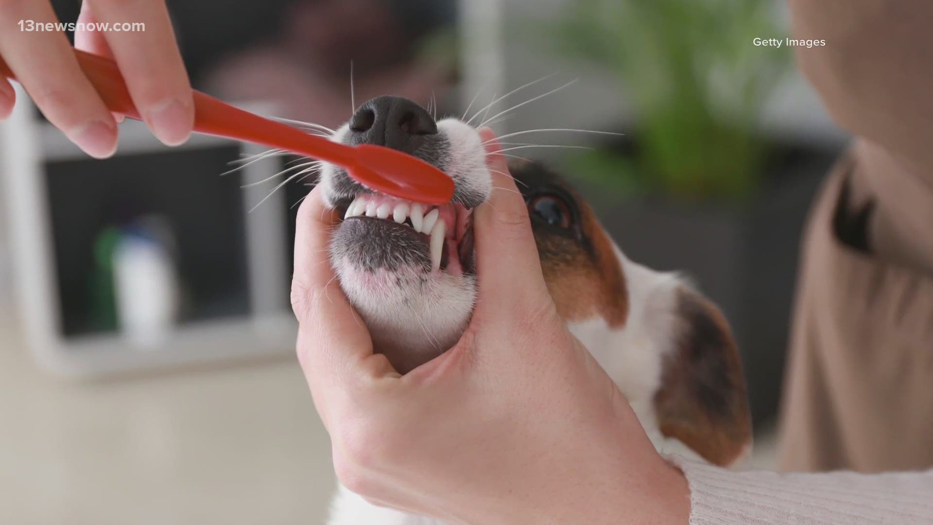 If your pet's mouth smells rank, it's probably time to visit the vet. Between those appointments, be sure to brush their teeth at home!