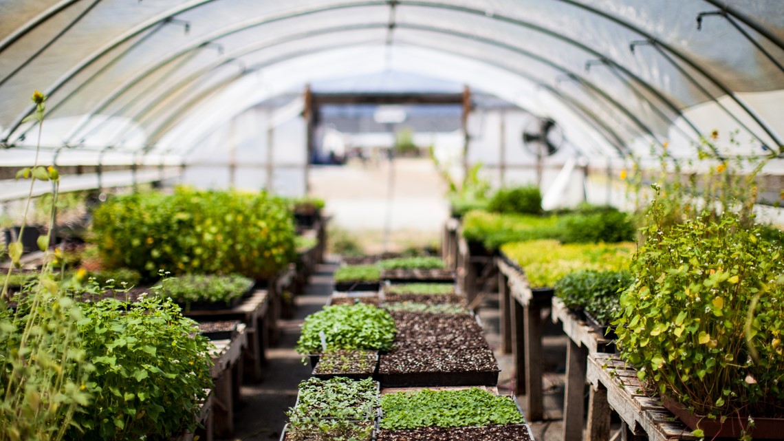 Company to establish new, stateoftheart greenhouse in Virginia Beach