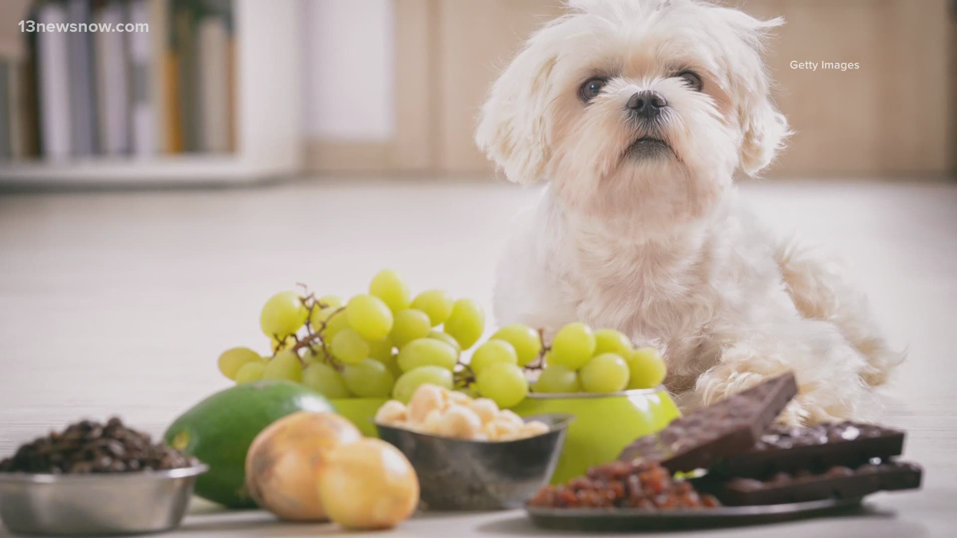 Most people know not to give dogs chocolate; but there are some other dangerous foods on the list, like sugar-free gum, grapes, raisins and alcohol.
