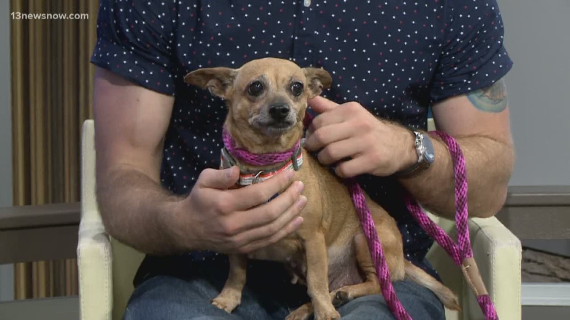 Meet Penny, a 7-year-old Chihuahua mix, who is looking for her forever home. Penny is at the Virginia Beach SPCA.