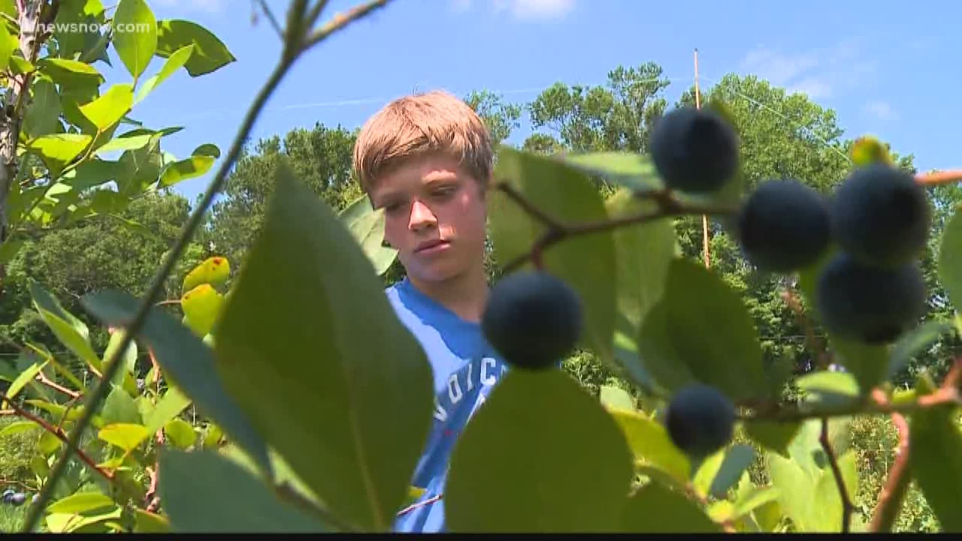 Pungo farmers rush to pick fruit after long week of rain | 13newsnow.com