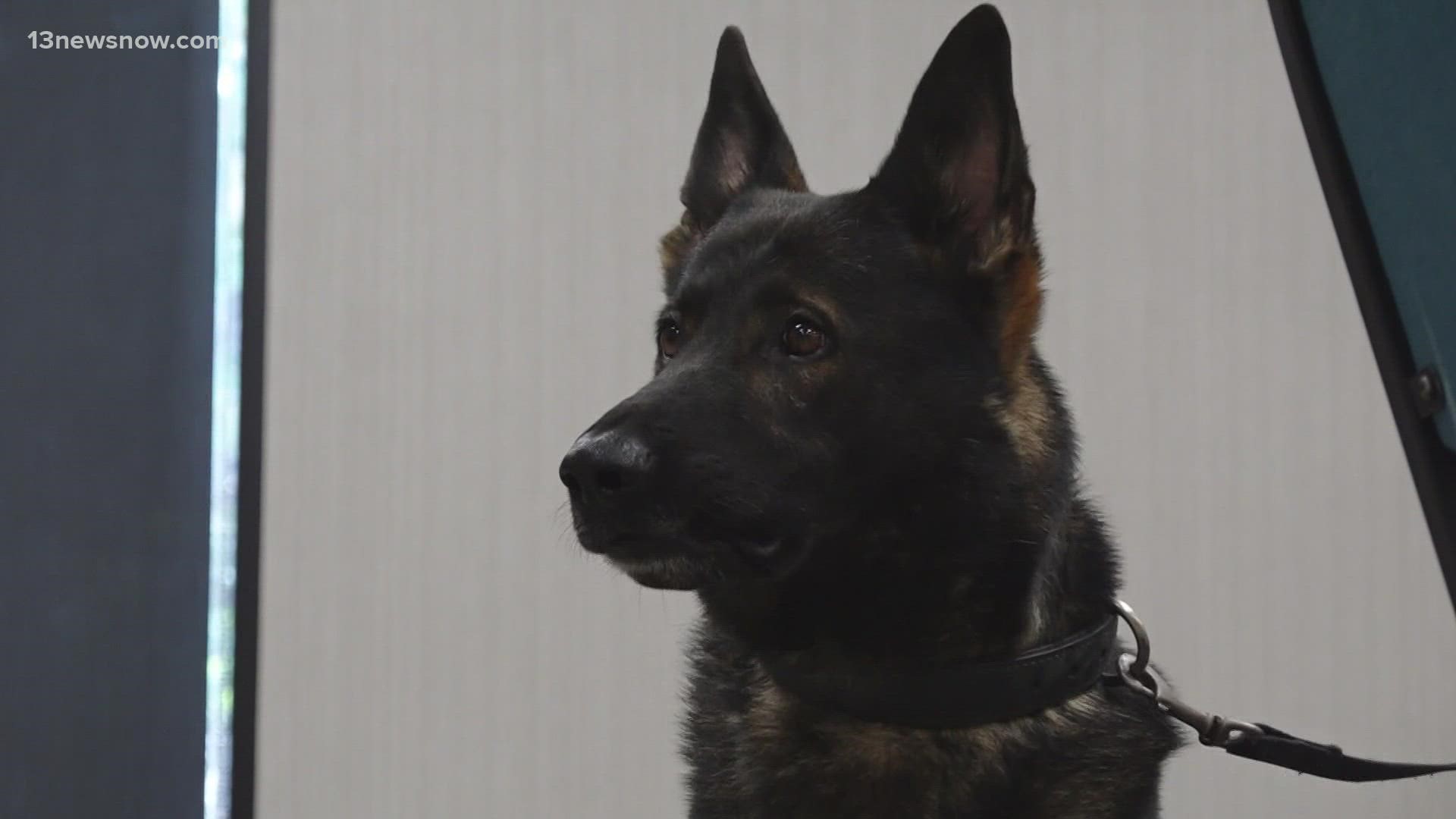 K9 dogs are being trained to detect COVID-19 positive samples.