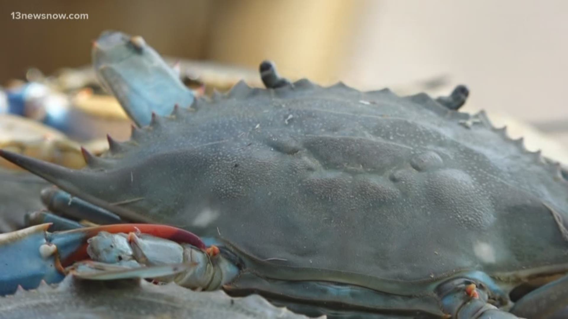 Processors mix foreign crab meat with the fresh catches to save money. Researchers are now using DNA testing to protect the crab industry.