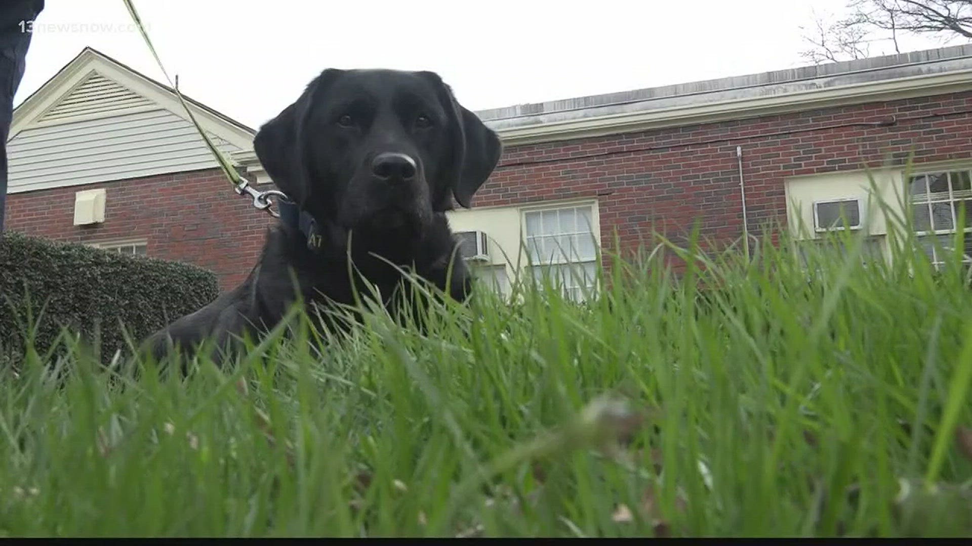 13News Now Crystal Harper got to meet the talented K9 and tells us how dog found an arson suspect right under her nose.