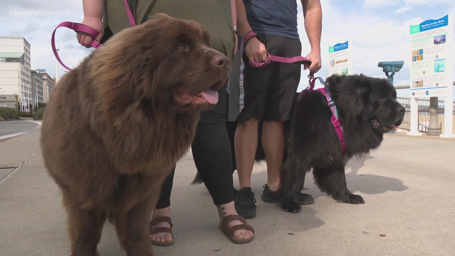Dog owners may get a few extra hours to walk their pups on the Virginia Beach Boardwalk this summer.