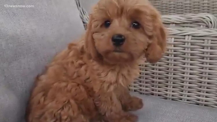 Online puppy problems: Norfolk woman loses nearly $1,000 trying to buy Cavapoo dog online