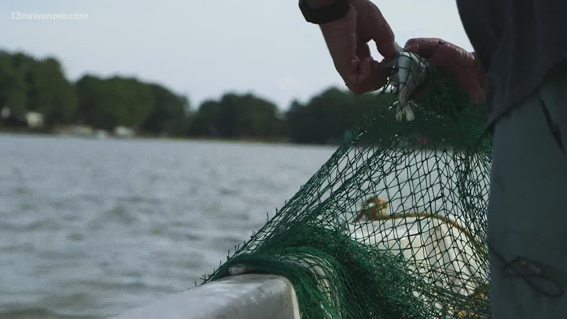 Researchers now say that they've seen an increase in shrimp, which is indication that the health is improving.