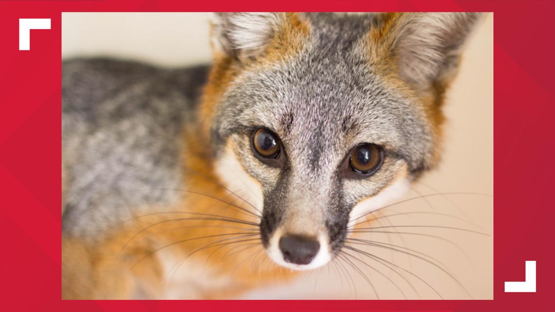 Fox tests positive for rabies in Newport News