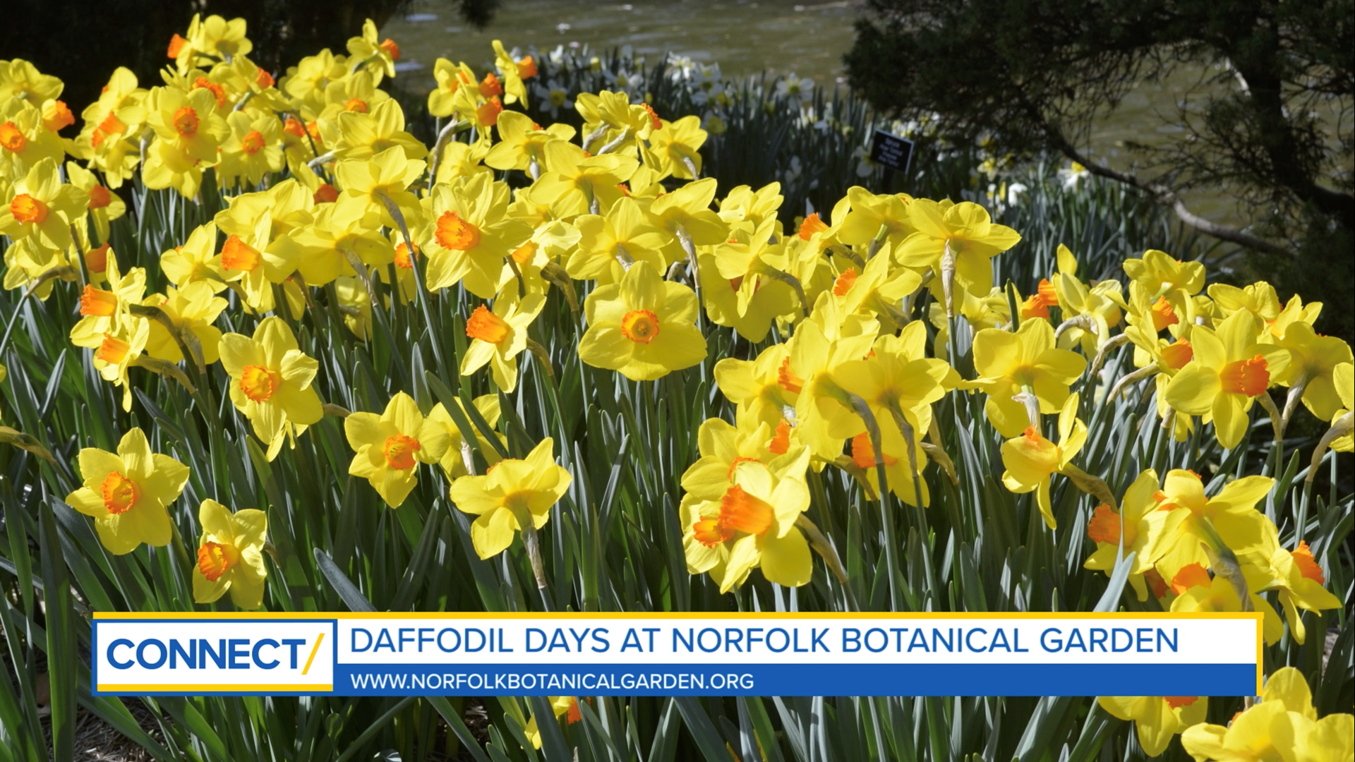 March is the peak season for daffodils. Les Park shares how easy it is to care for the flower and how to see the over 400,000 blooms at Norfolk Botanical Garden.