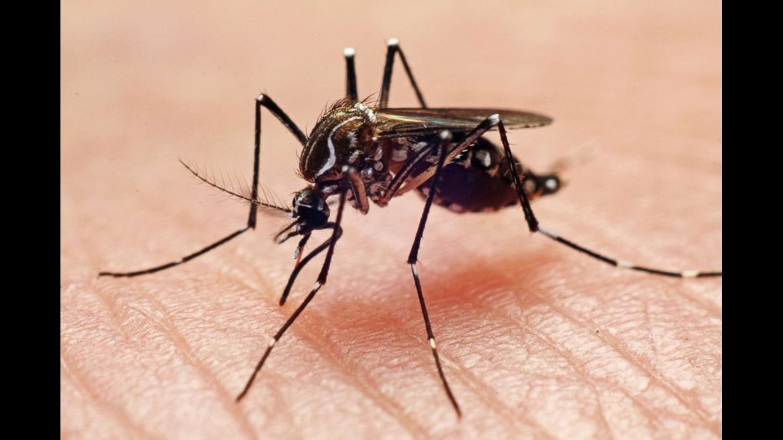 Diseases From Mosquito Flea And Tick Bites Have Tripled Spread New Disease Cdc 13newsnow Com