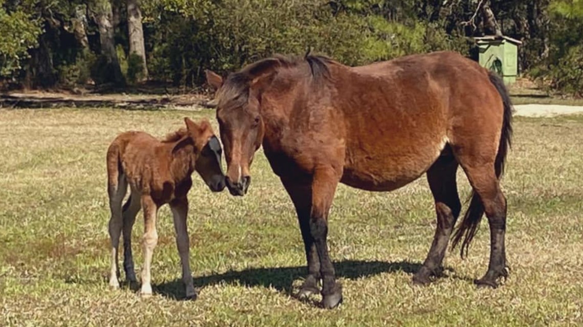 その他 Baby Horse was headed to the core その他 Baby Horse was
