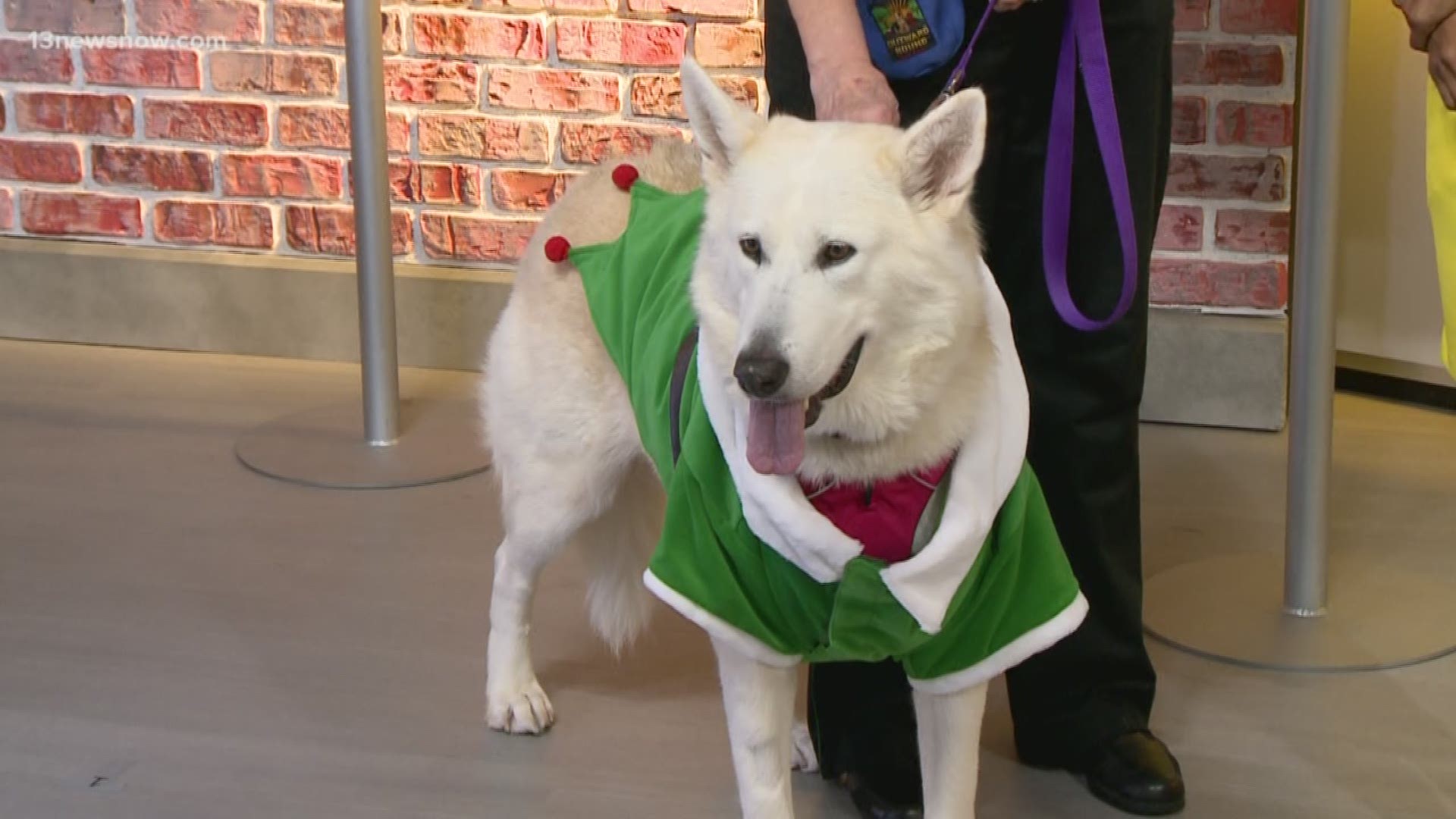 Rainbow Animal Rescue brought in Kyra to the studio. Kyra is looking for her forever family.