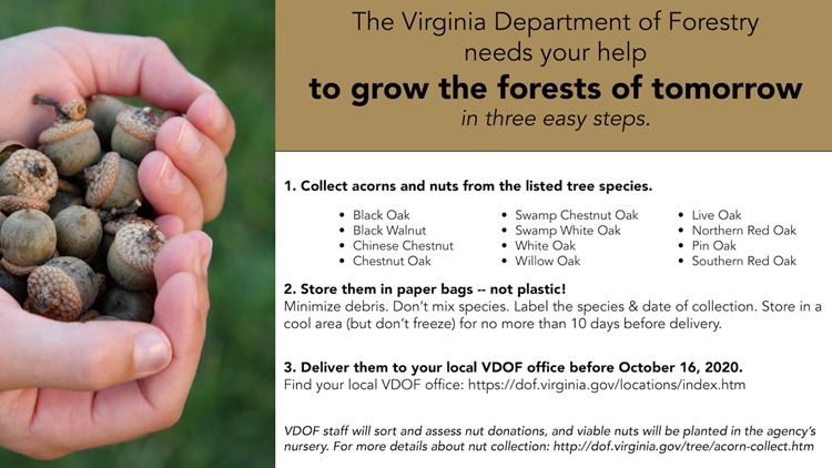 Time to go nuts: Va. officials on hunt for acorn donations