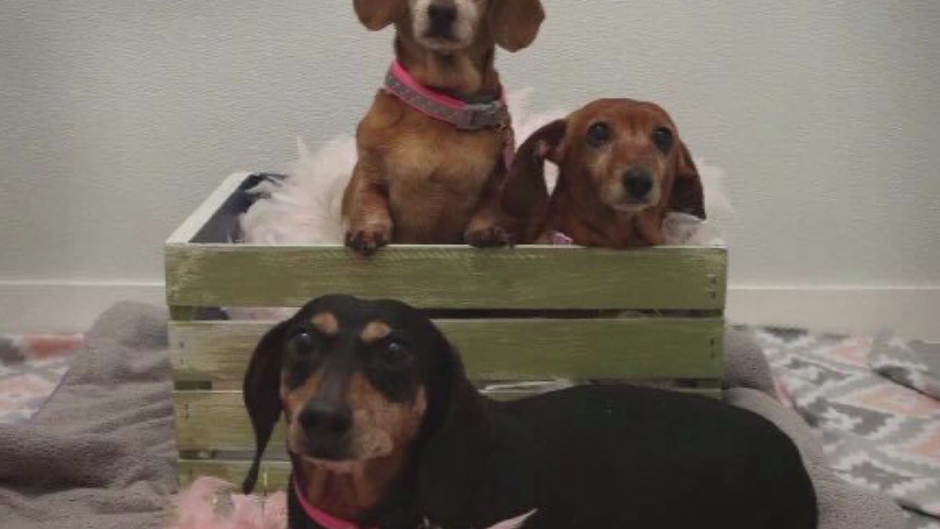 Dorothy, Rose, and Blanche are at Ruff Road Pet Rescue in Portsmouth looking for a new home after their owner died. The shelter plans to keep the girls together!