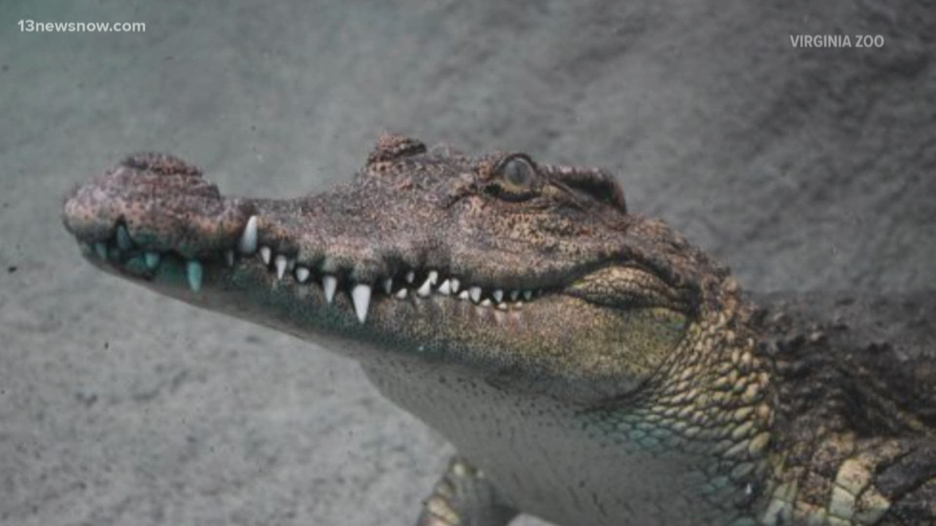The Virginia Zoo needs help naming its female crocodile!