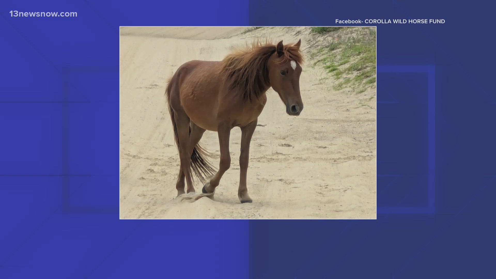 Corolla wild stallion Donner dies from fighting injuries | 13newsnow.com