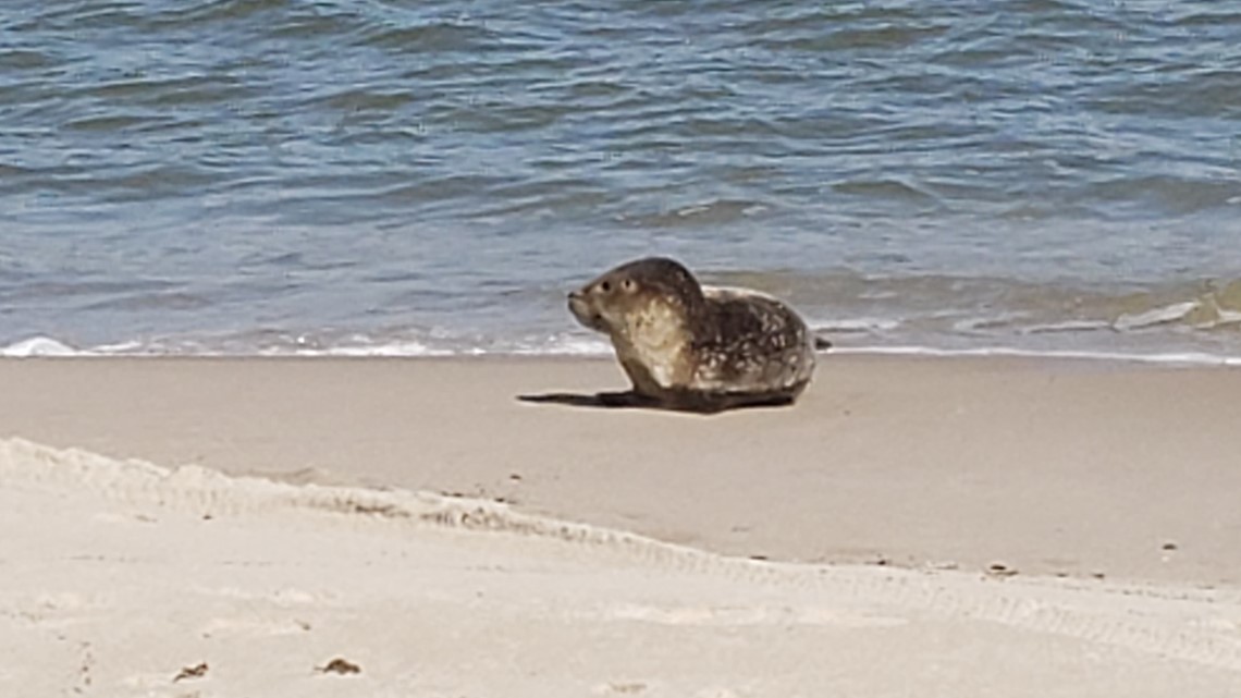 Seals Enjoying Time On Local Beaches 13newsnow Com
