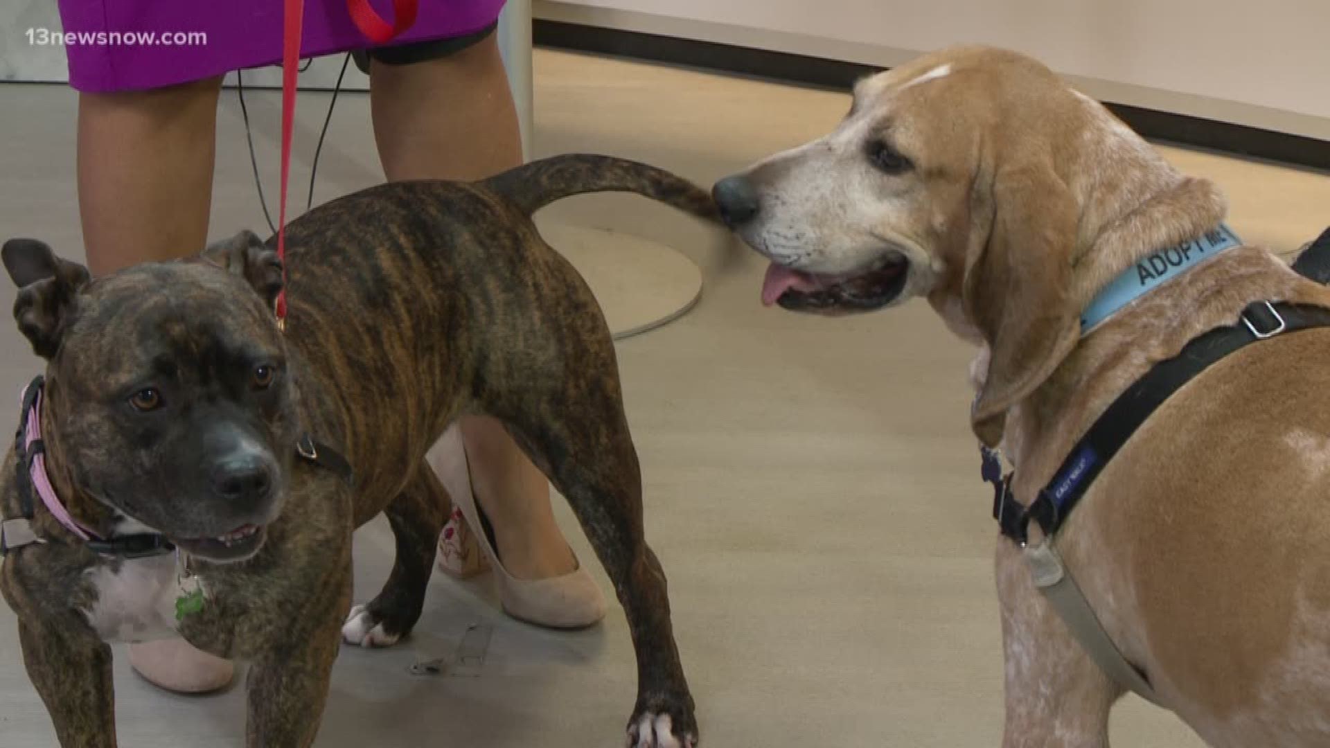 Meet Bo and Callie! These two precious pups are from the Chesapeake Humane Society.